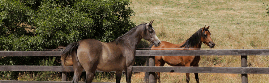 Arabian Horse Blackwood Farm